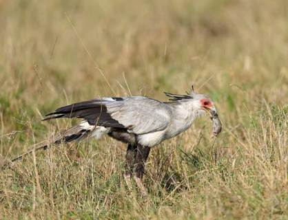 Secretary bird