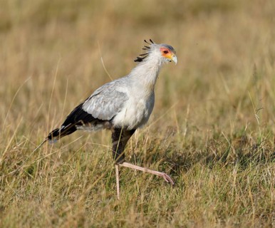 Secretary bird