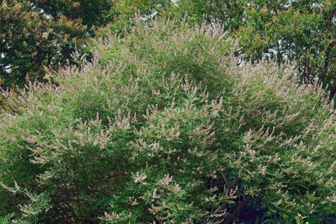 Chaste tree