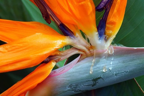 Crane flower