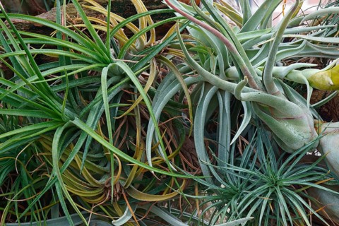 Air plant
