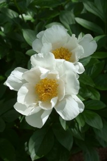 Chinese peony