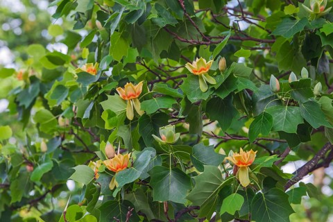 Tulip tree