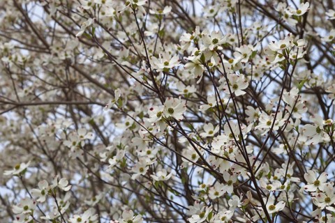 Flowering Dogwood