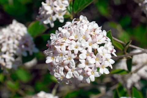 Viburnum