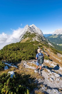 Hiker on the ridge of the Mieminger Kette between mountain pines