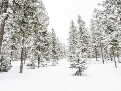 Winter landscape