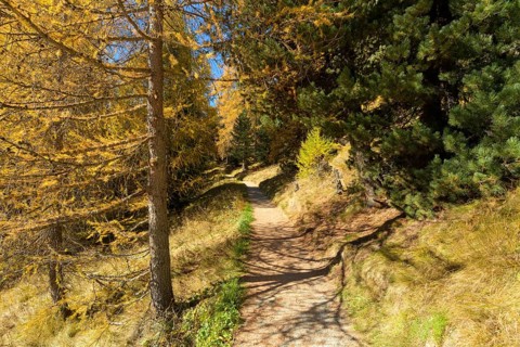 Path with colorful larch trees in autumn