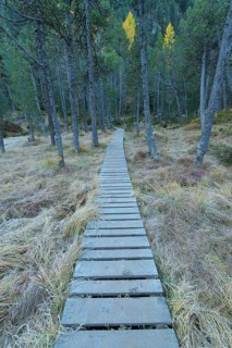 Boardwalk in mountain forest