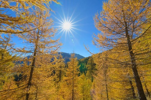 Larch trees with sun in autumn