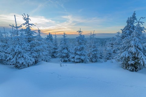 Snow covered coniferous trees at sunset in winter