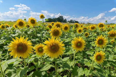 Blooming sunflower field in summer