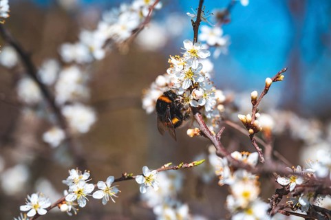 A bumblebee