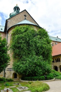 1000-year-old rosebush