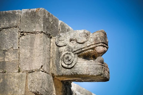 Snake head