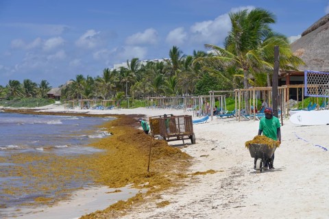 Brown algae removal