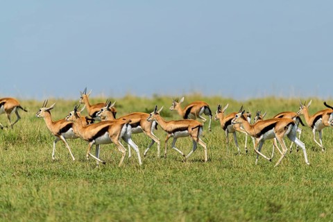 Thomsons Gazelle