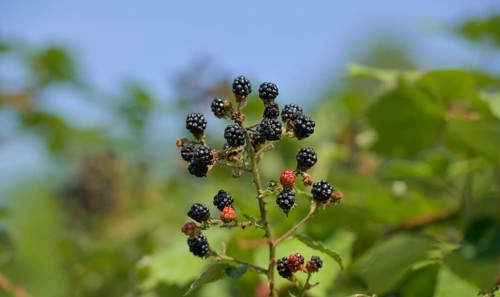 Wild blackberries
