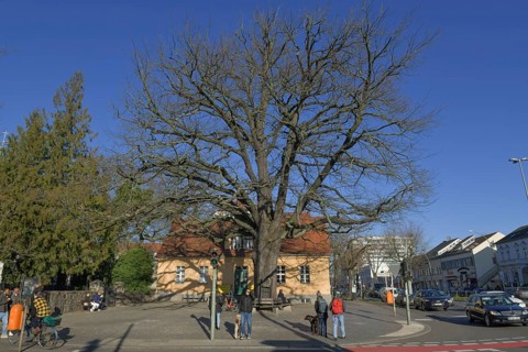 Peace Oak