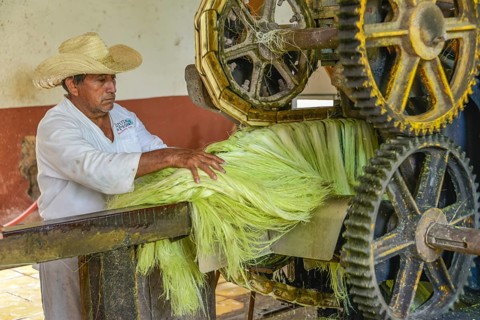 Machine for crushing sisal agaves