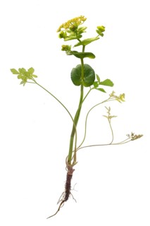 Stem-encircling yellow umbellifer