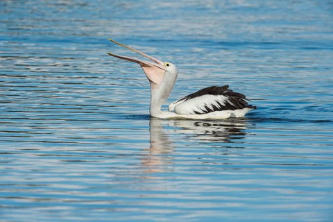 Australian Pelican