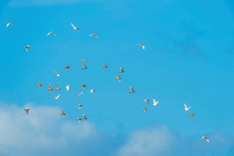 Sulphur Crested Cockatoo