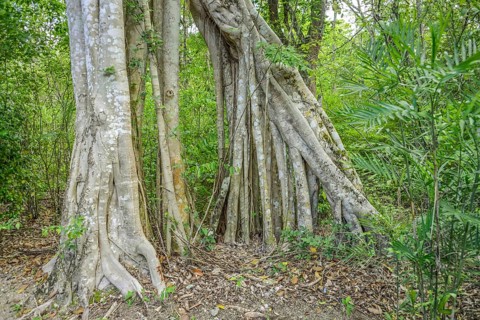 Ficus