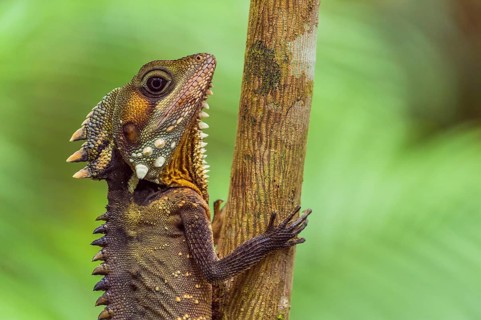 Boyd's Forest Dragon