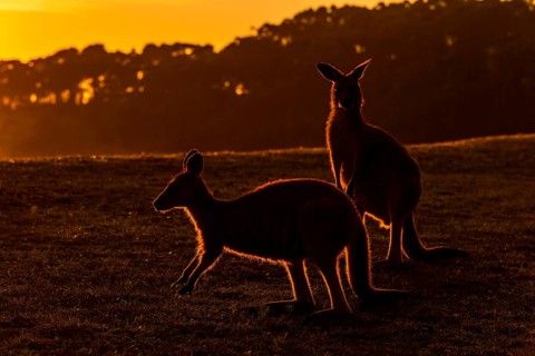 Grey Kangaroo