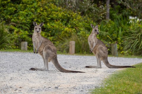 Grey Kangaroo
