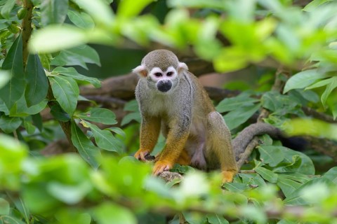 Squirrel Monkey