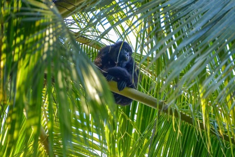 Mexican black guatemalan black howler