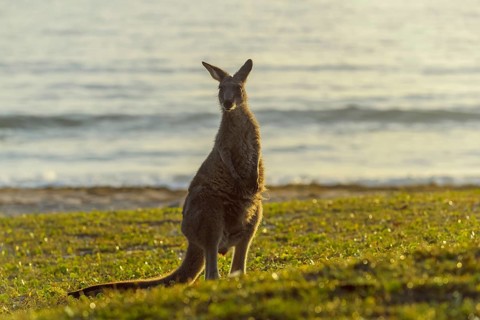 Grey Kangaroo