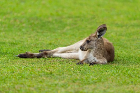 Grey Kangaroo