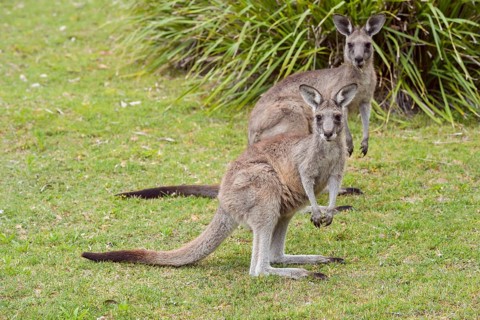 Grey Kangaroo