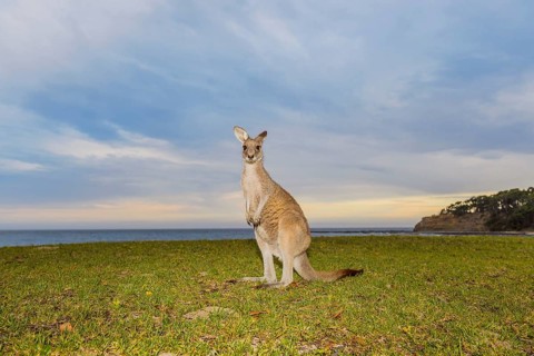 Grey Kangaroo