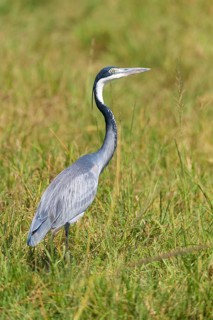 Black-headed heron