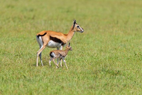 Thompsons Gazelles