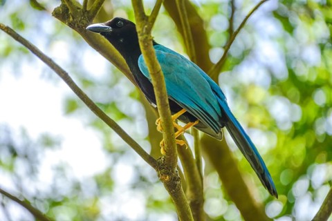 Yucatan jay