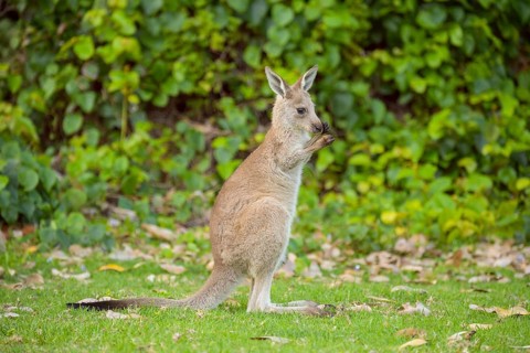 Grey Kangaroo