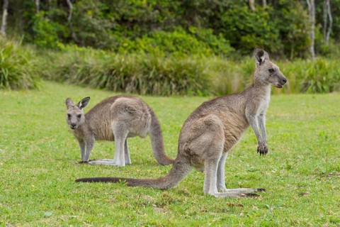 Grey Kangaroo