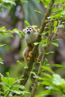 Squirrel Monkey