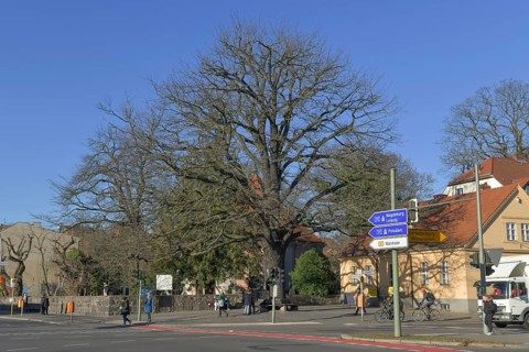 Peace Oak