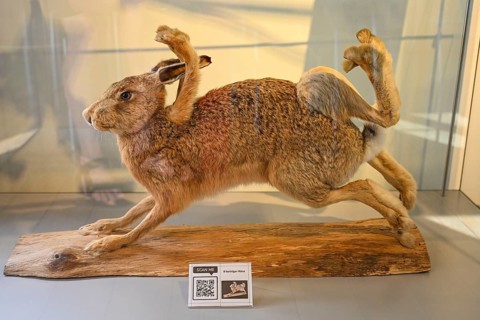 8legged hare