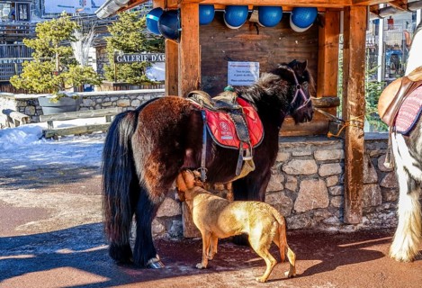 Dog drinking milk by pony