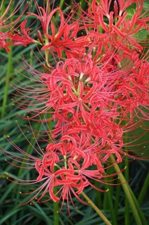 Red Spider Lily