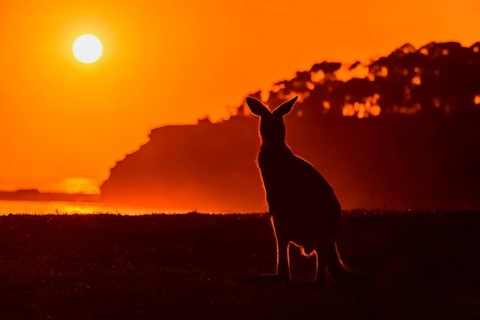 Grey Kangaroo