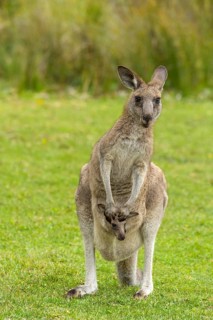 Grey Kangaroo