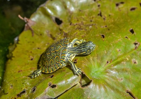 Cumberland ornate turtle